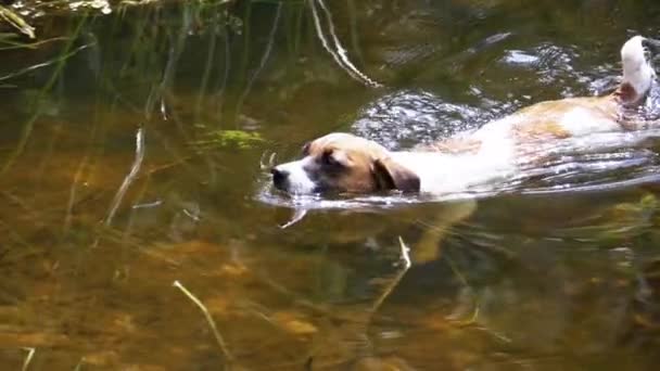 Собака плавает в реке. Slow Motion — стоковое видео