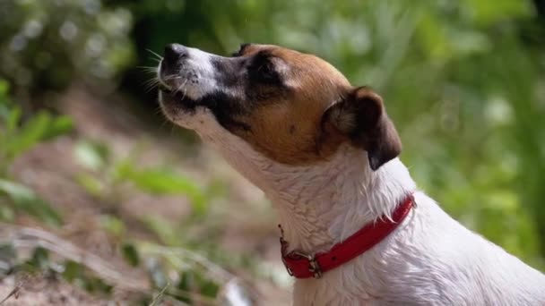 Perro doméstico en el cuello ladra. Moción lenta — Vídeo de stock