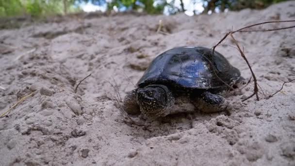 River Turtle strisciando sulla sabbia fino all'acqua vicino a Riverbank. Rallentatore — Video Stock