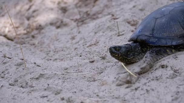 River Turtle strisciando sulla sabbia fino all'acqua vicino a Riverbank. Rallentatore — Video Stock