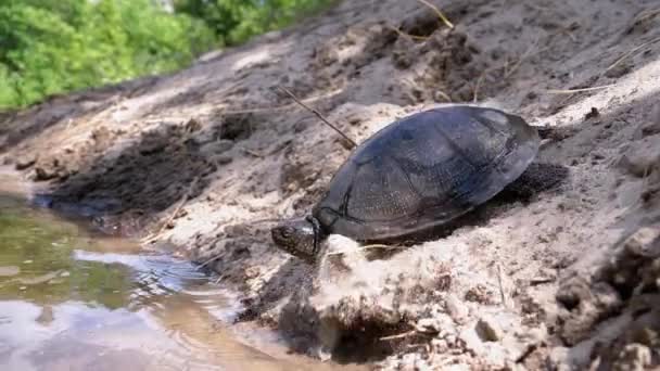River Turtle rastejando na areia para a água perto de Riverbank. Movimento lento — Vídeo de Stock