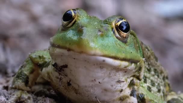 Frosch Lustig blickt auf Kamera. Porträt der grünen Kröte sitzt auf dem Sand. — Stockvideo