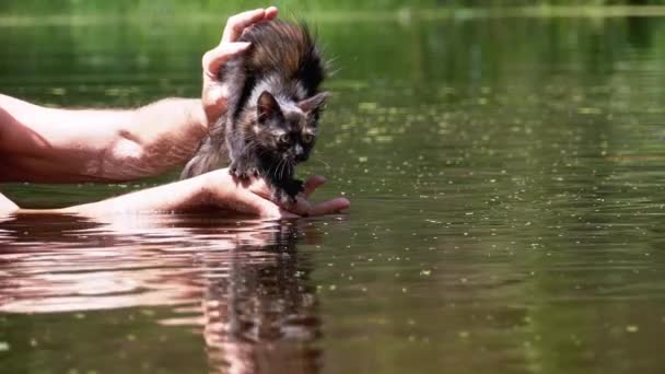 Cat salta al agua y nada. Emociones de gatito. Moción lenta — Vídeos de Stock