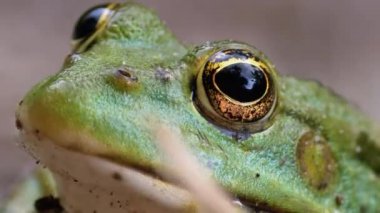 Kurbağa Komik Kameraya Bakar. Yeşil Kurbağa 'nın Portresi Kumda Oturuyor.