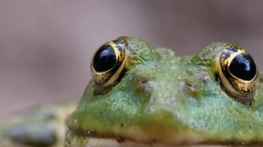 Kurbağa Komik Kameraya Bakar. Yeşil Kurbağa 'nın Portresi Kumda Oturuyor.