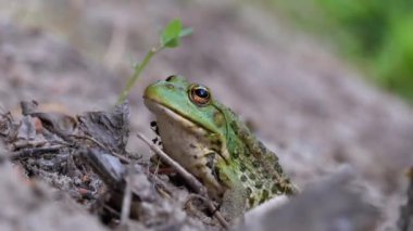 Yeşil Kurbağa Portresi Nehir kıyısında oturuyor