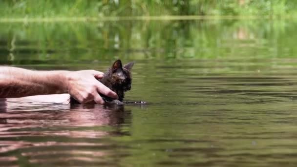 A macska úszik a folyóban. Az ember megtanítja a cicát úszni a vízben. Lassú mozgás — Stock videók