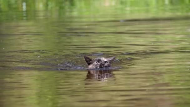 Kattenzwemmen in de rivier. Zwarte kitten zwemt in het water. Katten emoties. Langzame beweging — Stockvideo