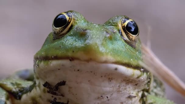 Rana divertida mira a la cámara. Retrato de sapo verde se sienta en la arena . — Vídeo de stock