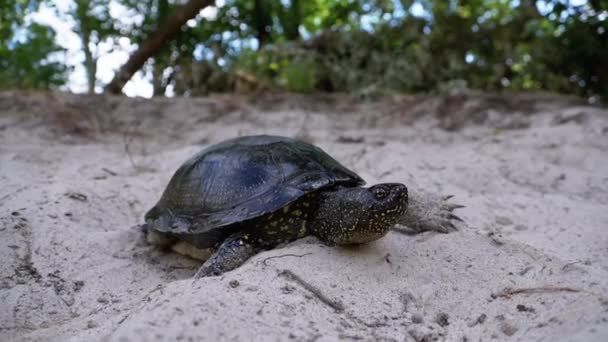 River Turtle rastejando na areia para a água perto de Riverbank. Movimento lento — Vídeo de Stock