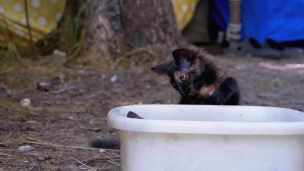 Black Kitten spiller med en skilpadde i en kamp om naturen. Langsom bevegelse – stockvideo