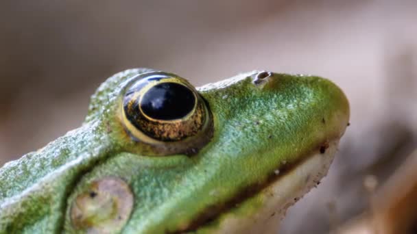 Frosch Lustig blickt auf Kamera. Porträt der grünen Kröte sitzt auf dem Sand. — Stockvideo