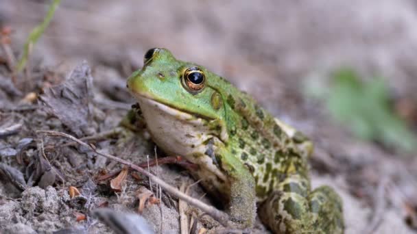 La rana se sienta en la arena cerca de la orilla del río. Retrato de sapo verde . — Vídeo de stock