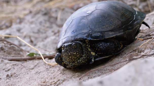 River Turtle si trova sulla sabbia. Tartaruga stagno europeo Emys orbicularis. Rallentatore. — Video Stock