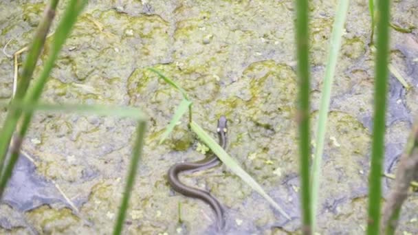 Dobbelslang zwemt door moerassen van moerasstruiken en algen. Langzame beweging. — Stockvideo