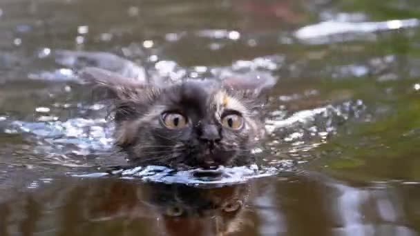 猫在河里游泳。黑猫在水里游泳。猫的情感。慢动作 — 图库视频影像