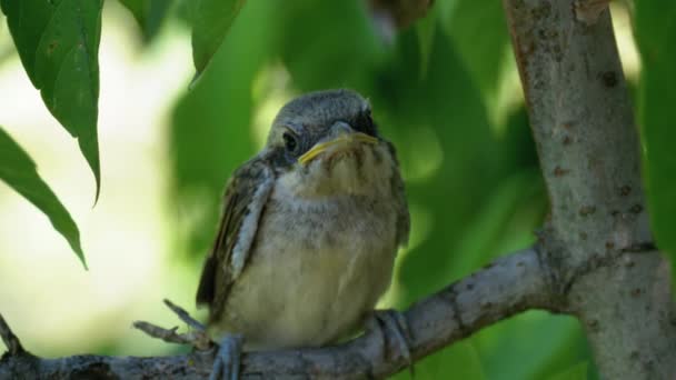 Chick sitter på en trädgren i Green Forest. Munstycke av Nestling. — Stockvideo