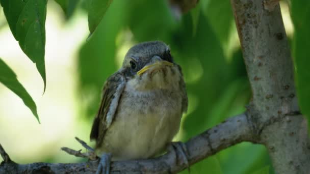 Chick zit op een boomtak in Green Forest. Muilkorf van Nestling. — Stockvideo