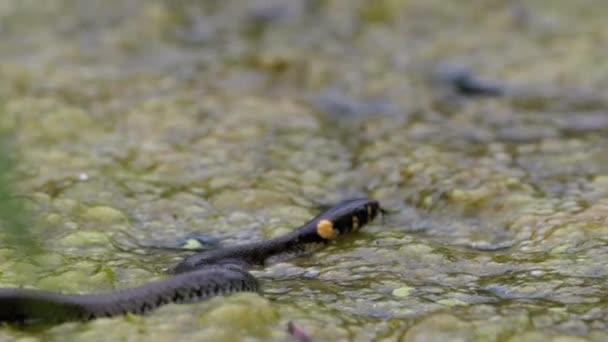 Dice Snake nada a través de pantanos de matorrales de pantano y algas. Moción lenta. — Vídeo de stock
