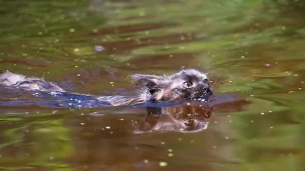 Gato nadando en río. Gatito negro nada en el agua. Emociones de gatos. Movimiento lento — Vídeo de stock