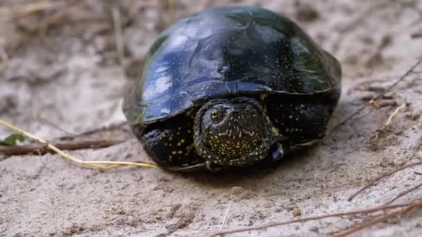 Nehir Kaplumbağası Kum Üstünde Yatar. Avrupa gölet kaplumbağası Emys orbicularis. Yavaş Hareket. — Stok video