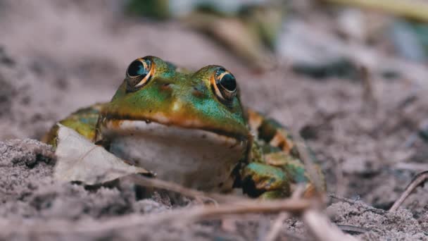 Sapo engraçado olha para a câmera. Retrato de sapo verde senta-se na areia . — Vídeo de Stock