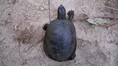 Nehir Kaplumbağası Nehir Kıyısı yakınlarındaki Kumdan Suya Sürünüyor. Yavaş Hareket