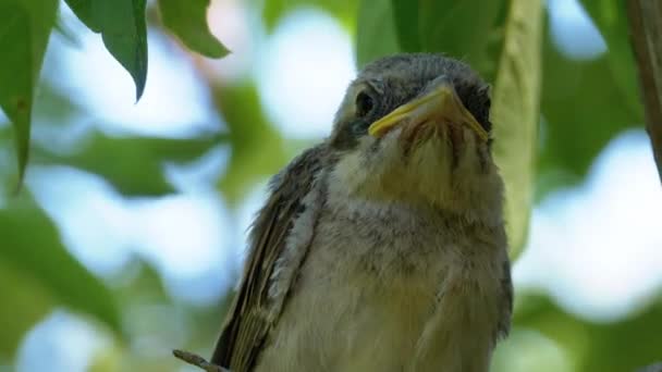 Nestling Sitting on a Tree Branch in Green Forest. Focinho de Pássaro ou Pintainho — Vídeo de Stock