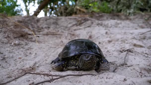 Rivier Schildpad kruipend op Zand naar Water bij Riverbank. Langzame beweging — Stockvideo