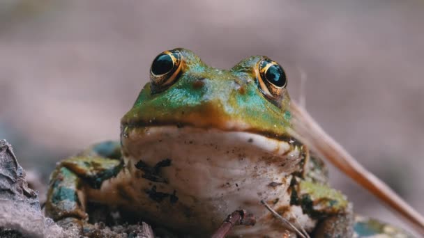 Žabí legrační Dívá se na kameru. Portrét zelené ropuchy sedí na písku. — Stock video