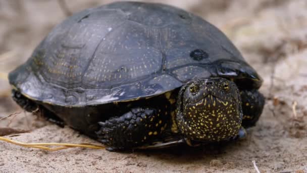 River Turtle si trova sulla sabbia. Tartaruga stagno europeo Emys orbicularis. Rallentatore. — Video Stock