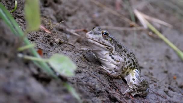 Frog Sits sulla riva vicino al fiume. Ritratto di rospo verde guarda divertente fotocamera — Video Stock