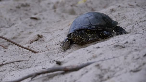 Floden Turtle Kryper på Sand till vatten nära Riverbank. Långsamma rörelser — Stockvideo