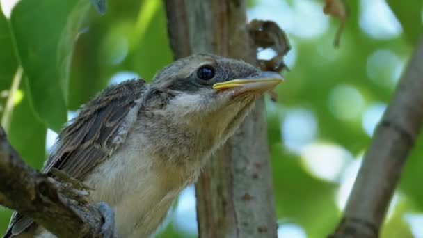 Nestling Sitter på en trädgren i Green Forest. Munstycke av fågel eller kyckling — Stockvideo