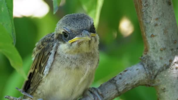 Chick Sitting on a Tree Branch in Green Forest. Muzzle of Nestling. — Stock Video