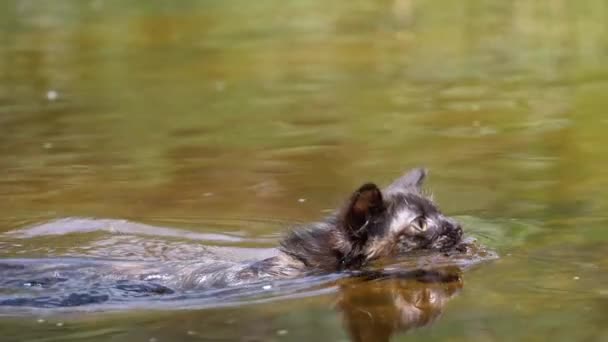 Gato nadando en río. Gatito negro nada en el agua. Emociones de gatos. Movimiento lento — Vídeos de Stock