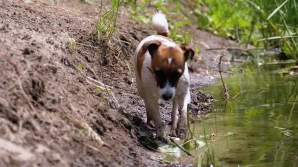 Домашняя собака гуляет по берегам реки. Slow Motion — стоковое видео