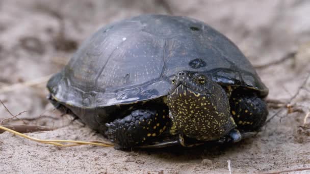 Říční želva leží na písku. Evropská želva Emys orbicularis. Pomalý pohyb. — Stock video