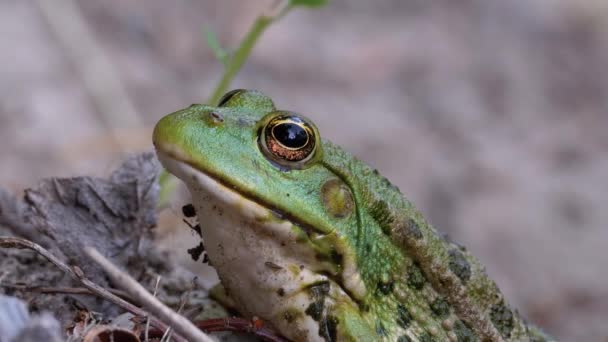 Frog Sits på Sand nära floden Shore. Porträtt av Gröna paddan. — Stockvideo
