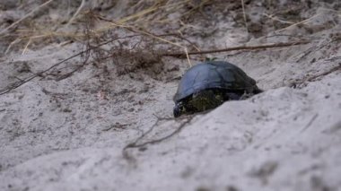 Nehir Kaplumbağası Nehir Kıyısı yakınlarındaki Kumdan Suya Sürünüyor. Yavaş Hareket