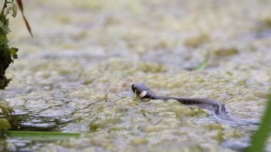 Zar Yılanı Bataklık Bataklıkları 'nda Yosun ve Çalı arasında yüzer. Yavaş Hareket.