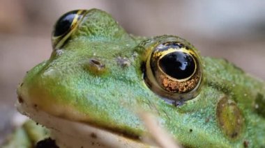 Kurbağa Komik Kameraya Bakar. Yeşil Kurbağa 'nın Portresi Kumda Oturuyor.