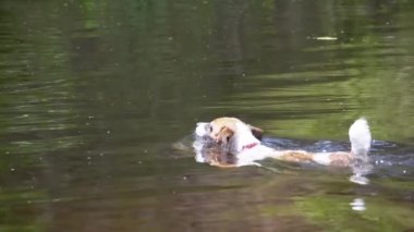 Nehirde yüzen köpek. Yavaş Hareket