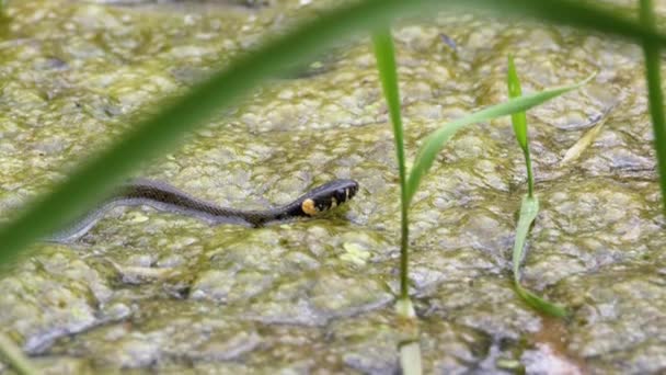 Το Dice Snake κολυμπά μέσα από βάλτους με θάμνους και φύκια. Αργή κίνηση. — Αρχείο Βίντεο