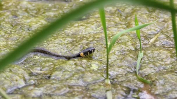 Dobbelslang zwemt door moerassen van moerasstruiken en algen. Langzame beweging. — Stockvideo