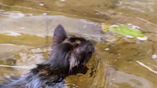 Gato nadando en río. Gatito negro nada en el agua. Emociones de gatos. Movimiento lento — Vídeo de stock
