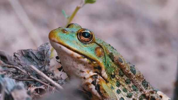 Kikker zit op het zand bij de rivier de Shore. Portret van groene pad. — Stockvideo