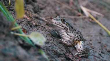 Nehrin kıyısında Kurbağa Oturur. Yeşil Kurbağa 'nın Portresi Kameraya Komik Bakış
