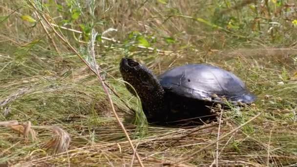 River Turtle Lies on the Green Grass — Stock Video