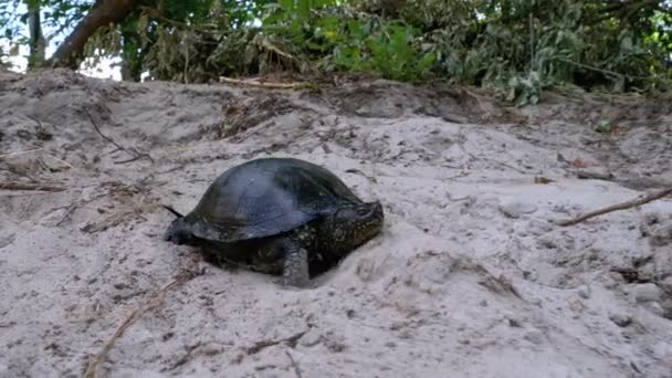 Żółw rzeczny Czołgający się na piasku w pobliżu Riverbank. Zwolniony ruch — Wideo stockowe
